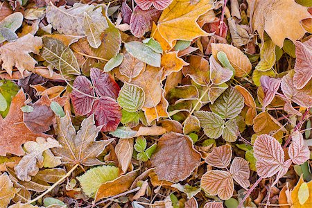 bright autumn leaves that are covered with frost Stock Photo - Budget Royalty-Free & Subscription, Code: 400-08401967