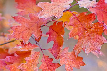 bright autumn leaves that are covered with frost Stock Photo - Budget Royalty-Free & Subscription, Code: 400-08401969