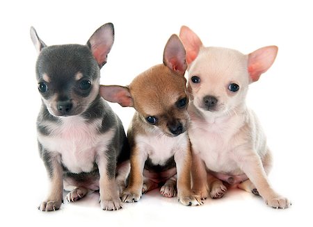 simsearch:400-08408704,k - puppies chihuahua in front of white background Photographie de stock - Aubaine LD & Abonnement, Code: 400-08402109