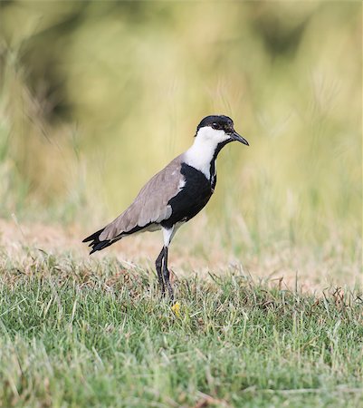 pluvier - Spur-winged plover lapwing vanellus spinosus stood in grass Photographie de stock - Aubaine LD & Abonnement, Code: 400-08402284