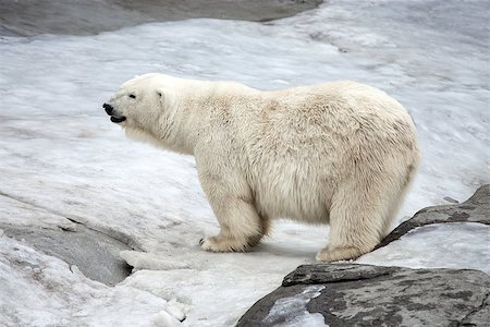 simsearch:400-04237135,k - The adult female polar bear standing on snow Photographie de stock - Aubaine LD & Abonnement, Code: 400-08402347