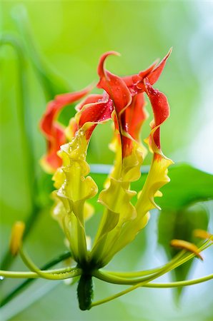 flame lily - Gloriosa Superba or Climbing Lily is a climber with spectacular red and yellow flowers, but all parts of the plant are extremely poisonous, Taken in Thailand Stock Photo - Budget Royalty-Free & Subscription, Code: 400-08402432