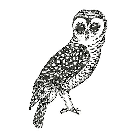 Illustration of owl, black and white sketch Stock Photo - Budget Royalty-Free & Subscription, Code: 400-08403200