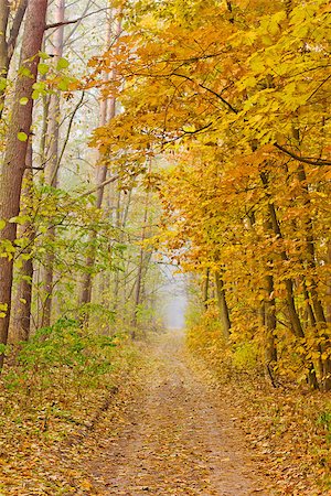 simsearch:400-07321234,k - forest, morning, mist, yellow leaves, autumn Stock Photo - Budget Royalty-Free & Subscription, Code: 400-08403901