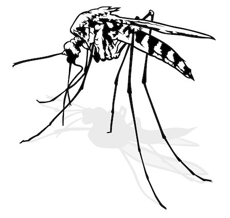 simsearch:400-07712991,k - Mosquito - Black and White Outlined Illustration, Vector Stock Photo - Budget Royalty-Free & Subscription, Code: 400-08414662