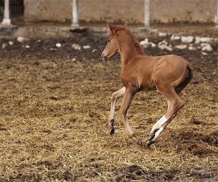 picture of a runing brown foal Stock Photo - Budget Royalty-Free & Subscription, Code: 400-08414836