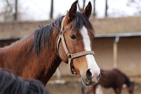 simsearch:614-00602804,k - Portrait of a  horse in the farm Photographie de stock - Aubaine LD & Abonnement, Code: 400-08414837