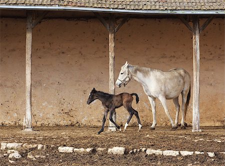 picture of a mare with her foal Stock Photo - Budget Royalty-Free & Subscription, Code: 400-08414838