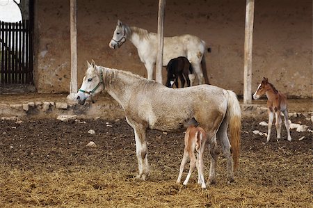 picture of a mare with her foal Stock Photo - Budget Royalty-Free & Subscription, Code: 400-08414839