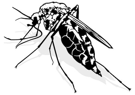 simsearch:400-07712991,k - Mosquito - Black and White Outlined Illustration, Vector Stock Photo - Budget Royalty-Free & Subscription, Code: 400-08414856