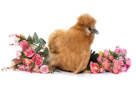 silkie - brown silkie chicken in front of white background Stock Photo - Budget Royalty-Free & Subscription, Code: 400-08415150