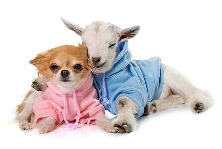 simsearch:400-08412999,k - dressed young goat and chihuahua in front of white background Foto de stock - Super Valor sin royalties y Suscripción, Código: 400-08415166