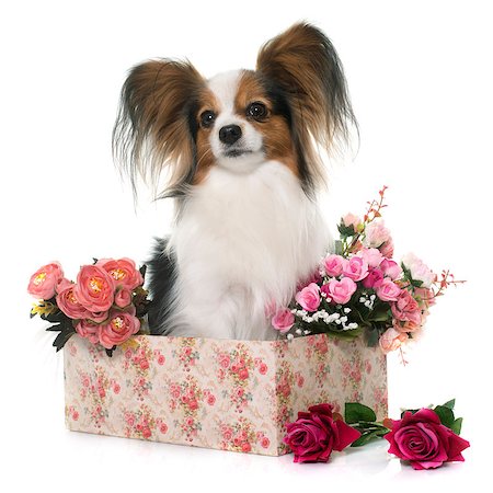 papillon dog in front of white background Stock Photo - Budget Royalty-Free & Subscription, Code: 400-08415174