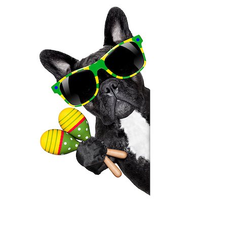 simsearch:400-07822392,k - brazil french bulldog dog enjoying summer vacation holidays, behind  blank empty banner or placard, isolated on white background Foto de stock - Super Valor sin royalties y Suscripción, Código: 400-08415640