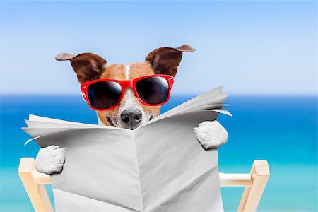 simsearch:400-08159708,k - jack russell dog , reading blank newspaper on hammock at the beach at summer vacation holidays, wearing funny sunglasses Foto de stock - Royalty-Free Super Valor e Assinatura, Número: 400-08415642