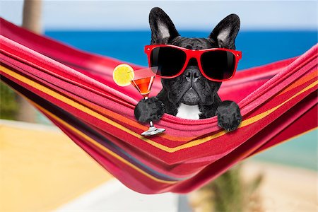 funny cocktail images - french bulldog dog relaxing on a fancy red  hammock  with sunglasses and martini cocktail drink, on summer vacation holidays at the beach Stock Photo - Budget Royalty-Free & Subscription, Code: 400-08415655