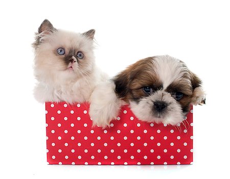 simsearch:400-06389936,k - british longhair kitten and puppy in front of white background Photographie de stock - Aubaine LD & Abonnement, Code: 400-08410347