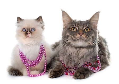 simsearch:400-09092331,k - british longhair kitten and maine coon in front of white background Photographie de stock - Aubaine LD & Abonnement, Code: 400-08410349