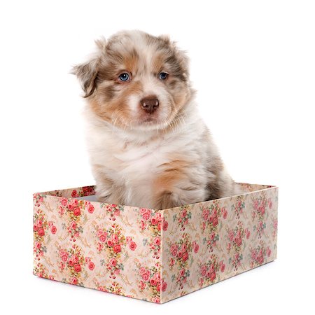 puppy australian shepherd in front of white background Stock Photo - Budget Royalty-Free & Subscription, Code: 400-08410361
