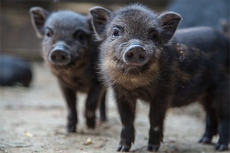 simsearch:400-05747707,k - Funny black piglet on a farm looking at the camera with curiosity Fotografie stock - Microstock e Abbonamento, Codice: 400-08410411