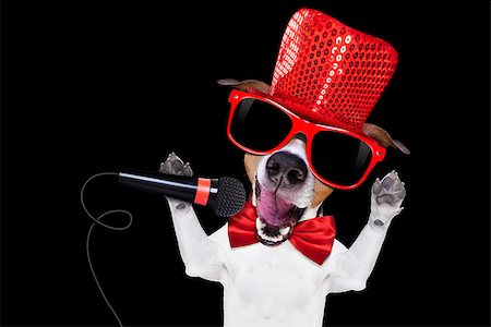 simsearch:685-02940323,k - jack russell terrier dog isolated on black background singing with microphone a karaoke song in a night club Photographie de stock - Aubaine LD & Abonnement, Code: 400-08411040