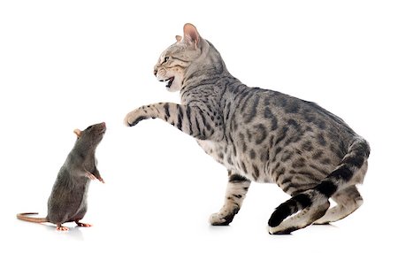 simsearch:400-06334001,k - bengal cat hunting rat in front of white background Foto de stock - Super Valor sin royalties y Suscripción, Código: 400-08411409