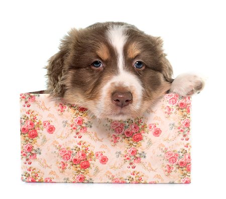puppy australian shepherd in front of white background Stock Photo - Budget Royalty-Free & Subscription, Code: 400-08411432