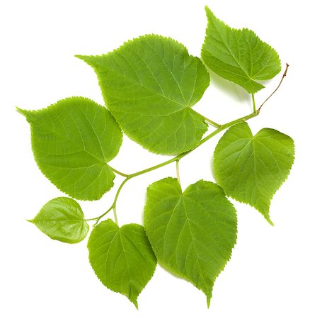 Green tilia leafs isolated on white background Stock Photo - Budget Royalty-Free & Subscription, Code: 400-08411601