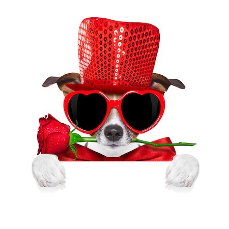 simsearch:400-08155906,k - jack russell terrier dog isolated on white with valentines red rose in mouth , behind blank empty banner or placard, isolated on white background Stock Photo - Budget Royalty-Free & Subscription, Code: 400-08411649