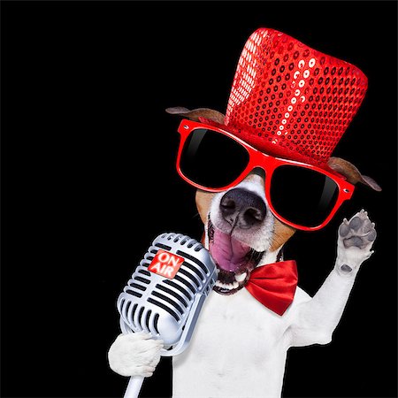 simsearch:400-08530618,k - jack russell terrier dog isolated on black background singing with microphone a karaoke song in a night club Foto de stock - Royalty-Free Super Valor e Assinatura, Número: 400-08411674