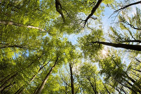 simsearch:400-07107314,k - Lush beech forest canopy in the fall time Fotografie stock - Microstock e Abbonamento, Codice: 400-08412188