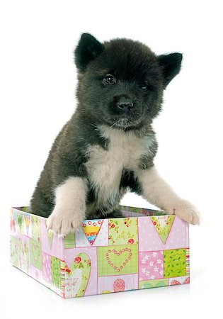 puppy american akita in front of white background Stock Photo - Budget Royalty-Free & Subscription, Code: 400-08412181