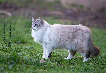 beautiful birman cat in the nature Photographie de stock - Aubaine LD & Abonnement, Code: 400-08412193