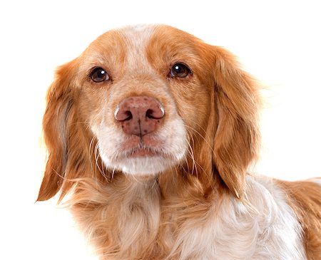 simsearch:400-08669628,k - Brittany Spaniel in front of white background Stock Photo - Budget Royalty-Free & Subscription, Code: 400-08412207