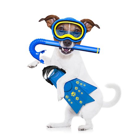 simsearch:400-08413217,k - snorkeling scuba diving jack russell dog  with mask and fins ,  isolated on white background Stock Photo - Budget Royalty-Free & Subscription, Code: 400-08412216