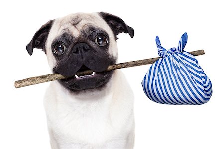 simsearch:400-08158224,k - pug dog abandoned and left all alone on the road or street, with luggage bag  , begging to come home to owners, Stockbilder - Microstock & Abonnement, Bildnummer: 400-08412566