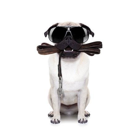 simsearch:400-08413217,k - pug dog with leather leash ready for a walk with owner,with cool sunglasses,  isolated on  white background Stock Photo - Budget Royalty-Free & Subscription, Code: 400-08412569