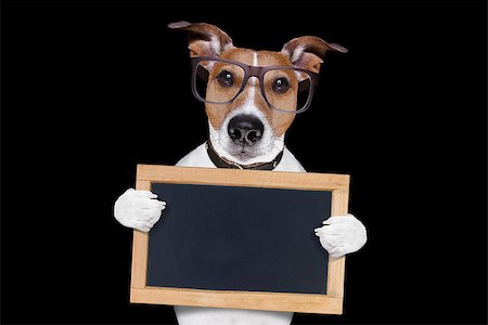 simsearch:400-08413217,k - jack russell terrier dog isolated on black background holding blackboard,  with glasses , looking very smart and cool Stock Photo - Budget Royalty-Free & Subscription, Code: 400-08412572