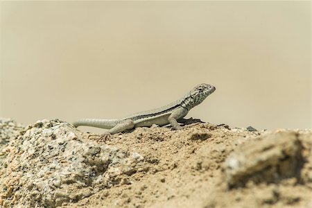 simsearch:400-04348871,k - Lizard sunning on a rock with gray stones as a background Photographie de stock - Aubaine LD & Abonnement, Code: 400-08412735