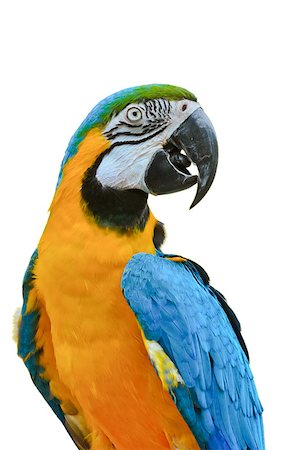 simsearch:400-03936936,k - Close up colorful birds on white background, Blue and Gold Macaw scientific name Ara ararauna Photographie de stock - Aubaine LD & Abonnement, Code: 400-08412921