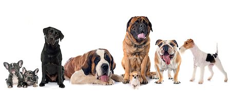 simsearch:400-04361715,k - group of dogs in front of white background Foto de stock - Royalty-Free Super Valor e Assinatura, Número: 400-08412982
