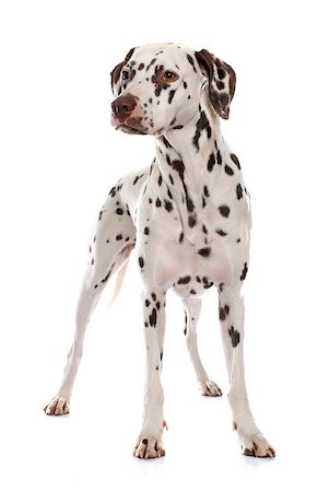 female dalmatian - young female dalmatian in front of white background Stock Photo - Budget Royalty-Free & Subscription, Code: 400-08412994