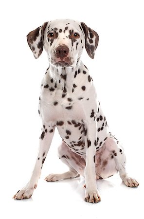 female dalmatian - young female dalmatian in front of white background Stock Photo - Budget Royalty-Free & Subscription, Code: 400-08412995