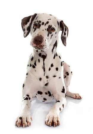 female dalmatian - young female dalmatian in front of white background Stock Photo - Budget Royalty-Free & Subscription, Code: 400-08412996