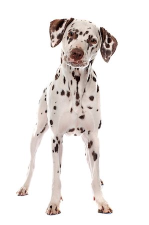 female dalmatian - young female dalmatian in front of white background Stock Photo - Budget Royalty-Free & Subscription, Code: 400-08412993