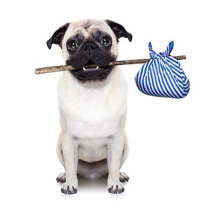 simsearch:400-08158224,k - pug dog abandoned and left all alone on the road or street, with luggage bag  , begging to come home to owners, Stockbilder - Microstock & Abonnement, Bildnummer: 400-08413208