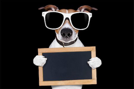 jack russell terrier dog isolated on black background looking at you  with sunglasses , holding banner and placard , very smart and cool Stock Photo - Budget Royalty-Free & Subscription, Code: 400-08413217