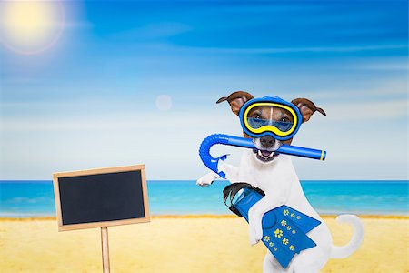 simsearch:400-08413217,k - Snorkeling scuba diving jack russell dog  with mask and fins , with blackboard or placard at the beach on summer  vacation holidays Stock Photo - Budget Royalty-Free & Subscription, Code: 400-08413218
