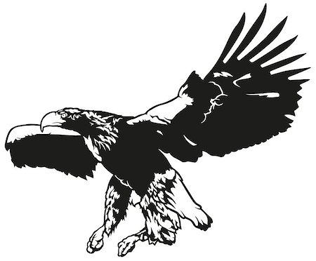 drawing eagle clipart - Black and White Flying Eagle - Outline Illustration, Vector Stock Photo - Budget Royalty-Free & Subscription, Code: 400-08413309