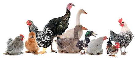 simsearch:400-04351992,k - group of poultry in front of white background Stock Photo - Budget Royalty-Free & Subscription, Code: 400-08413808